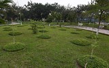 Anh đào Nhật Bản nở hoa, rực rỡ khoe sắc tại Hà Nội